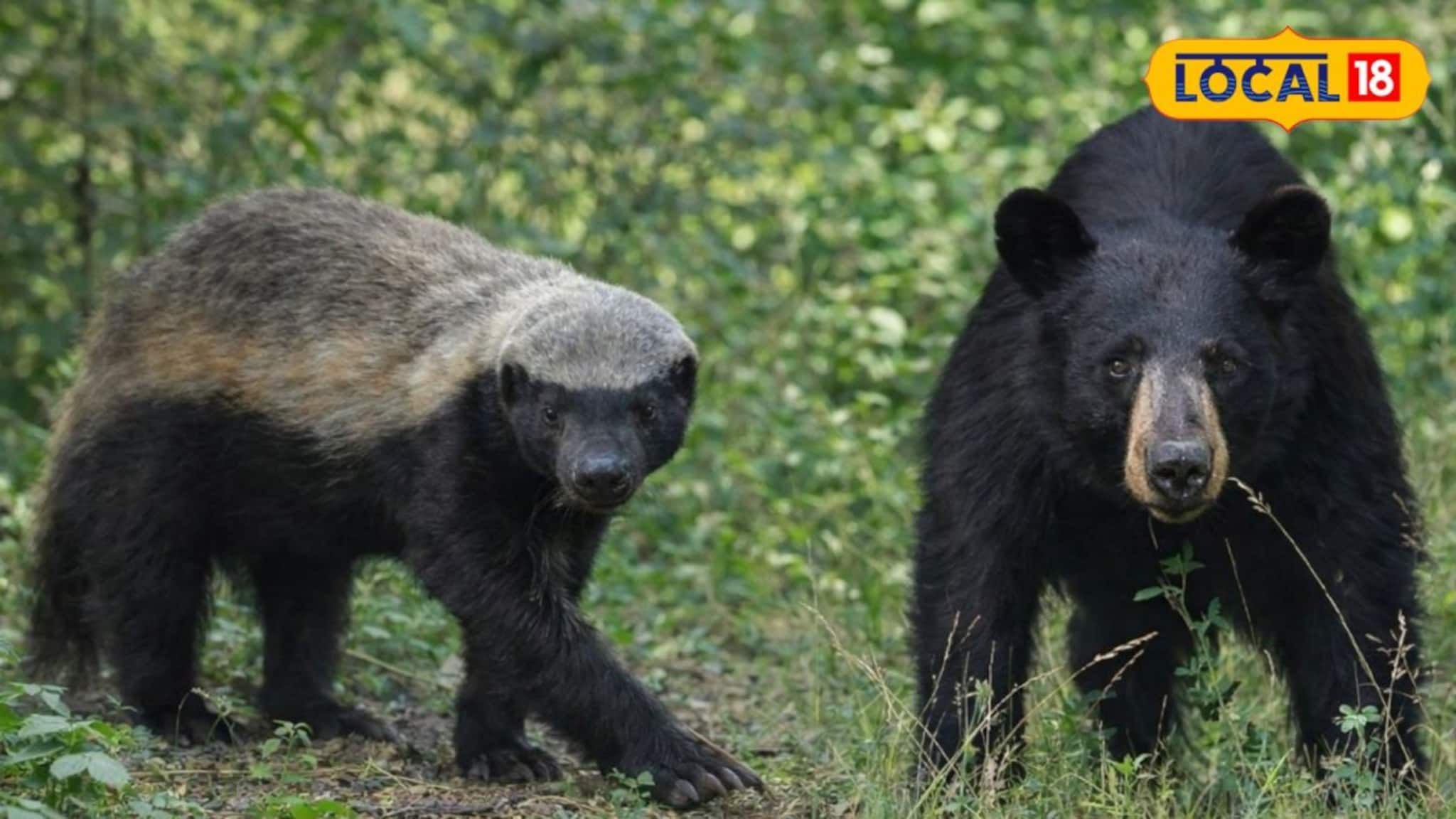 Jhargram News: বিশ্বের অন্যতম সাহসী প্রাণী 'হানি বেজার' এখন ঝাড়গ্রামে! জানুন এই প্রাণীর অবাক করা বৈশিষ্ট্য