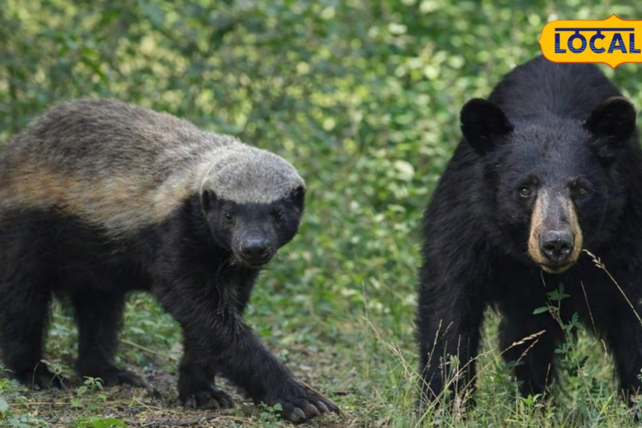 বিশ্বের অন্যতম সাহসী প্রাণী 'হানি বেজার' এখন ঝাড়গ্রামে!জানুন এই প্রাণীর অবাক করা বৈশিষ্ট্য