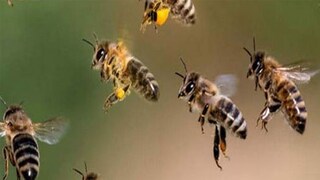 মাধ্যমিক চলাকালীন গুসকরায় আচমকা মৌমাছির হামলা! হাসপাতালে সাত পরীক্ষার্থীর অভিভাবক (Representative Image) 