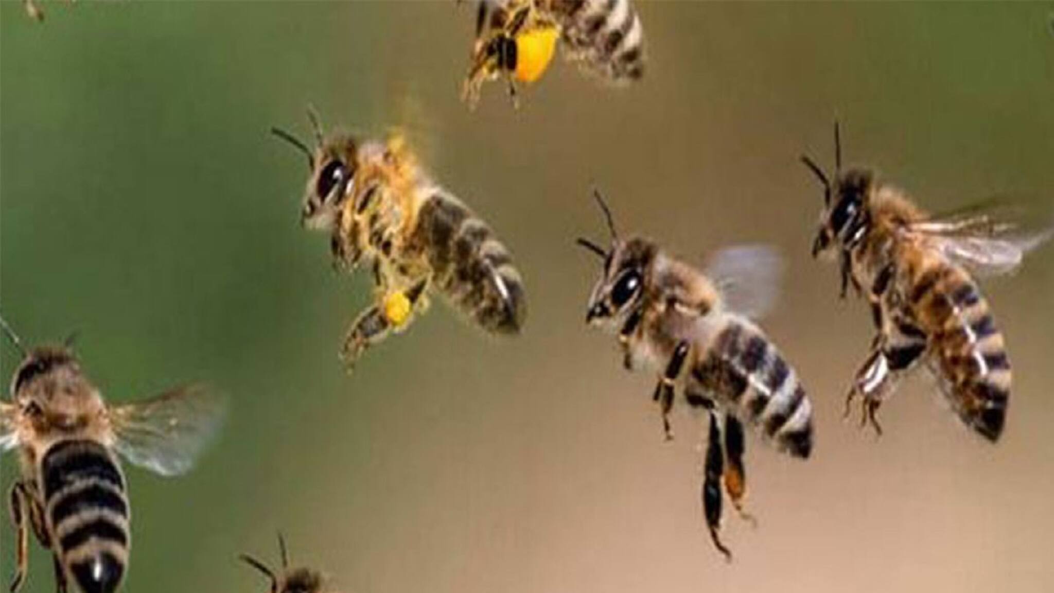 মাধ্যমিক চলাকালীন গুসকরায় আচমকা মৌমাছির হামলা! হাসপাতালে সাত পরীক্ষার্থীর অভিভাবক