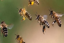 মাধ্যমিক চলাকালীন গুসকরায় আচমকা মৌমাছির হামলা! হাসপাতালে সাত পরীক্ষার্থীর অভিভাবক