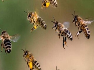 মাধ্যমিক চলাকালীন গুসকরায় আচমকা মৌমাছির হামলা! হাসপাতালে সাত পরীক্ষার্থীর অভিভাবক (Representative Image) 