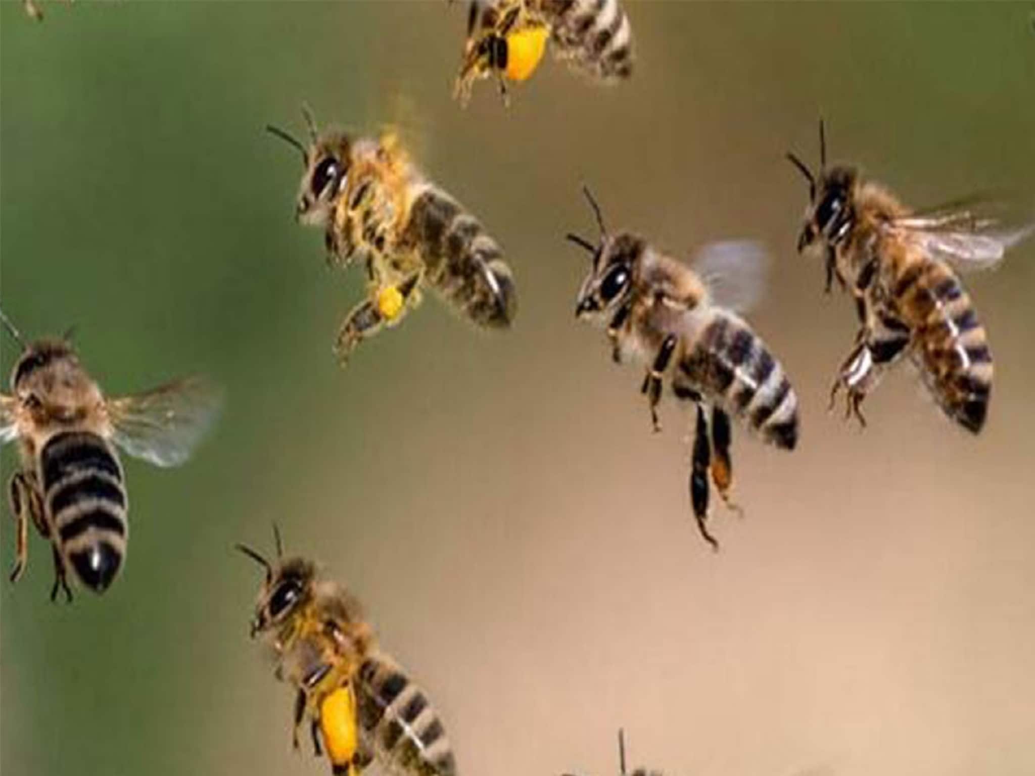 মাধ্যমিক চলাকালীন উড়ে এল ঝাঁকে ঝাঁকে মৌমাছি! স্কুল চত্বরে আতঙ্ক! হাসপাতালে ৭ অভিভাবক মাধ্যমিক চলাকালীন উড়ে এল ঝাঁকে ঝাঁকে মৌমাছি! স্কুল চত্বরে আতঙ্ক! হাসপাতালে ৭ অভিভাবক