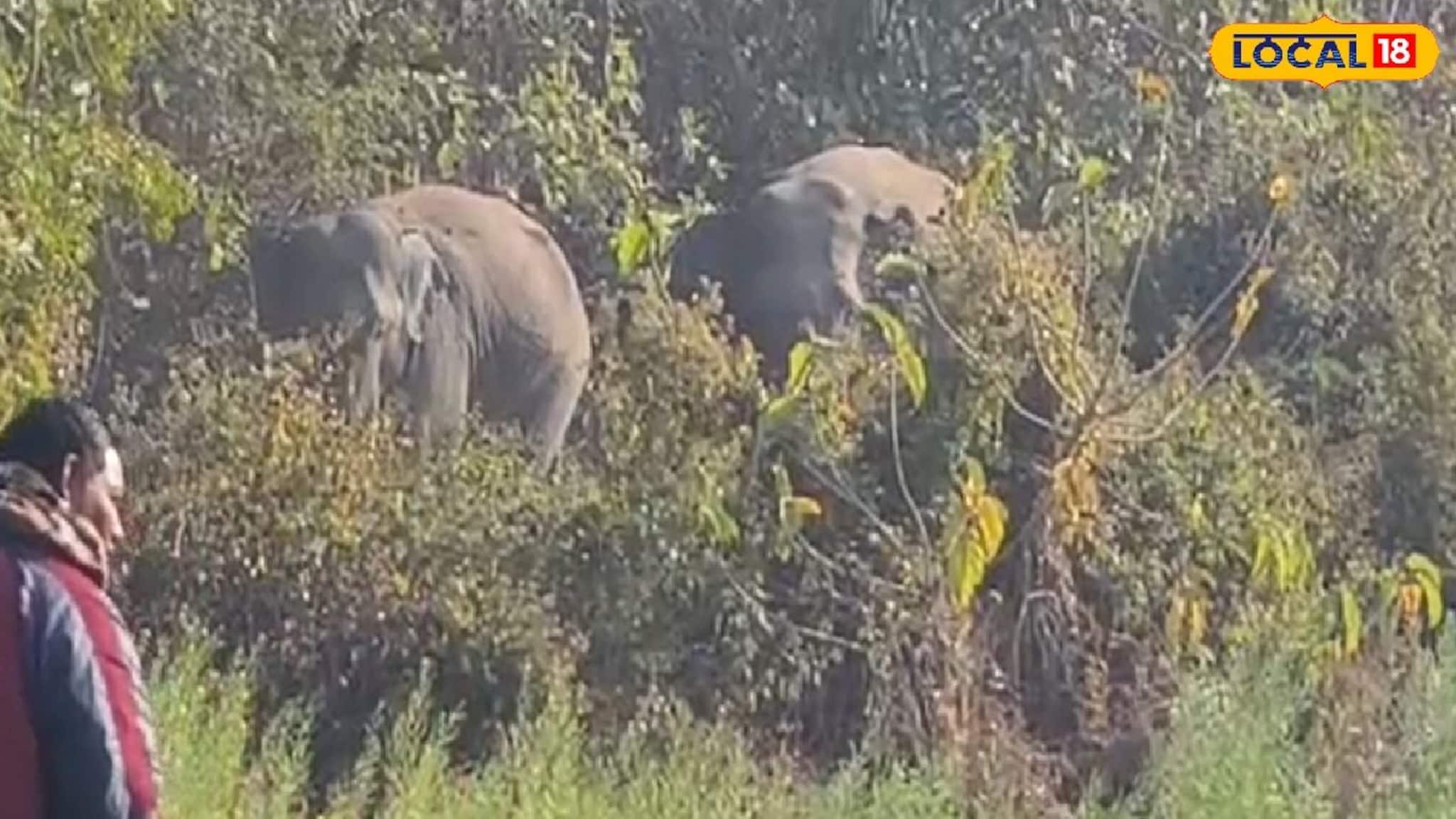 জঙ্গল ছেড়ে গোঘাটে ঢুকল জোড়া হাতি, দাপাদাপি আলু জমিতে! দুই দাঁতালকে ঘিরে থমথমে এলাকা