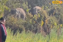 Hooghly News: জঙ্গল ছেড়ে গোঘাটে ঢুকল জোড়া হাতি, দাপাদাপি করল আলু জমিতে! দুই দাঁতালকে ঘিরে থমথমে এলাকা