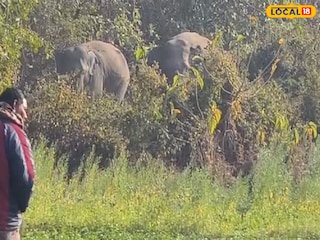 দলছুট দাঁতাল