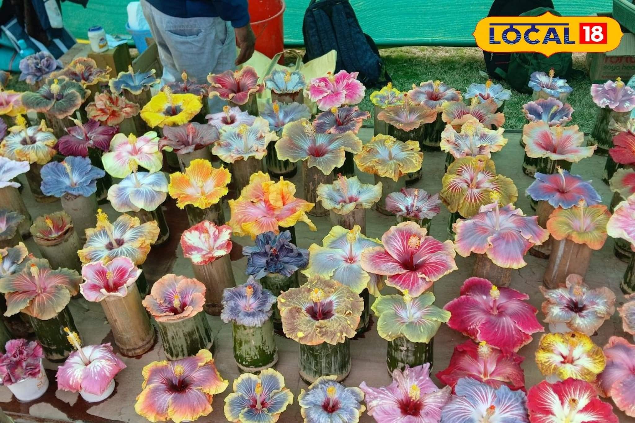 গার্লফ্রেন্ডকে গোলাপ দেওয়ার কথা ভুলে যাবেন, জবার এমন সৌন্দর্য্য দেখে মন গলে যাবে প্রেয়সীর