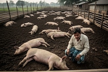 খামারে পড়ে আছে ৭০টি শূকরের নিথর দেহ! মাথায় হাত মালিকের... কী করে হল?