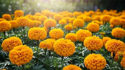 গাঁদা ভারতের জনপ্রিয় ফুল, সাজসজ্জা ও পুজোয় ব্যবহৃত হয়. রাম সাগর জানালেন, সঠিক সময়, মাটি, জল ও রোদে চাষ করলে গাঁদা গাছ সুস্থ থাকে ও বেশি ফুল দেয়! 