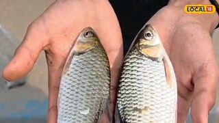 নদীর মৃত মাছ