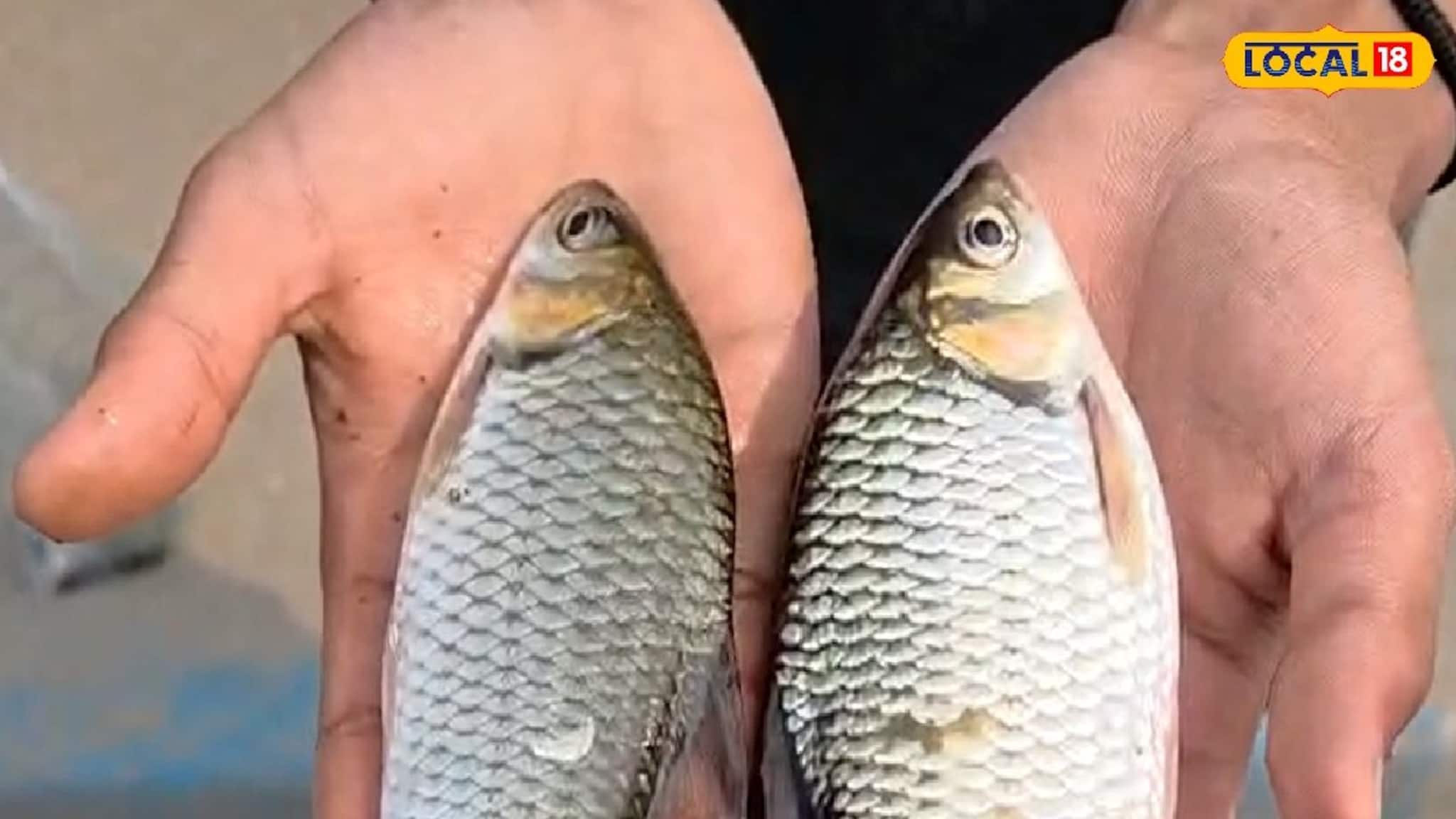 Jalpaiguri News: থরে থরে ভাসছে বড় বড় রুই কাতলা, কিন্তু খেলেই বিপদ! করলা নদীর এই ছবি দেখলে চোখে জল আসবে