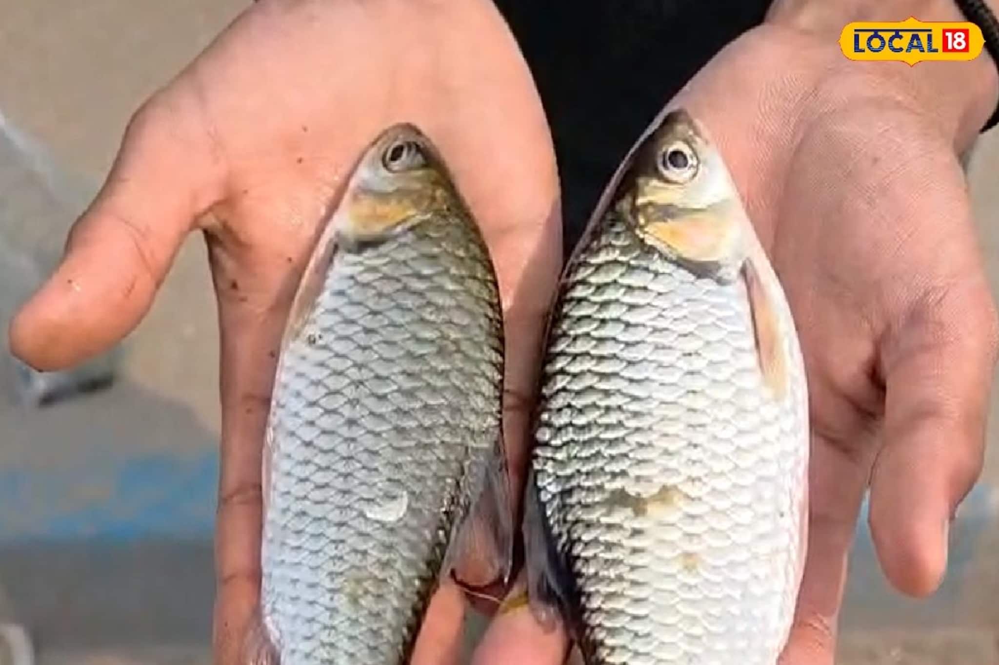 থরে থরে ভাসছে বড় বড় রুই কাতলা, কিন্তু খেলেই বিপদ! করলা নদীর এই ছবি দেখে চোখে জল আসবে