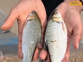 নদীর মৃত মাছ