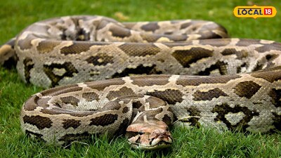 রেললাইনের পাশ থেকে উদ্ধার বিশাল অজগর (প্রতিকী ছবি)