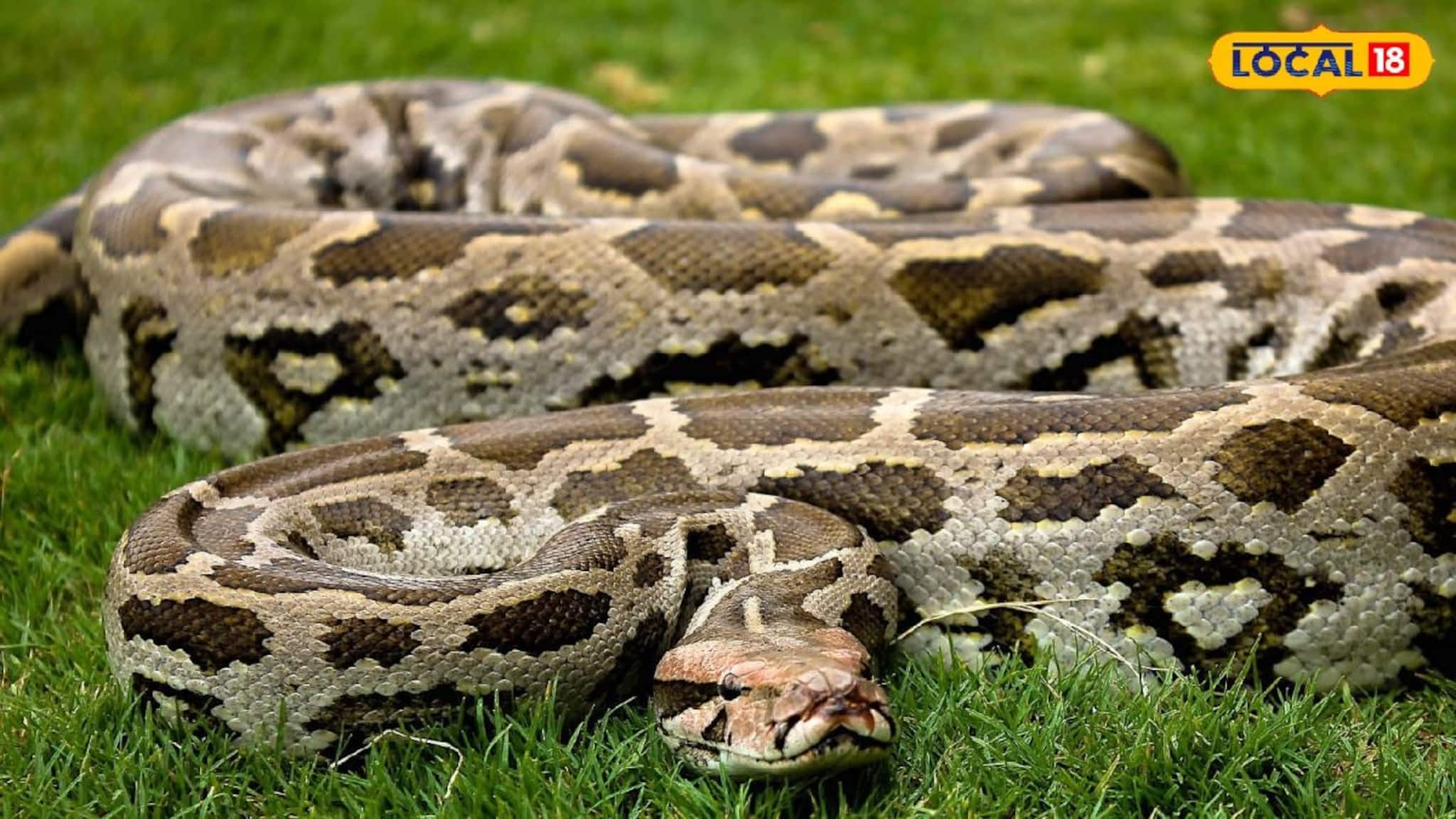 ট্রেনের তলায় যাওয়ার ঠিক আগেই উদ্ধার, পরিবেশ কর্মীদের তৎপরতায় রক্ষা পেল ৯ ফুটের অজগর