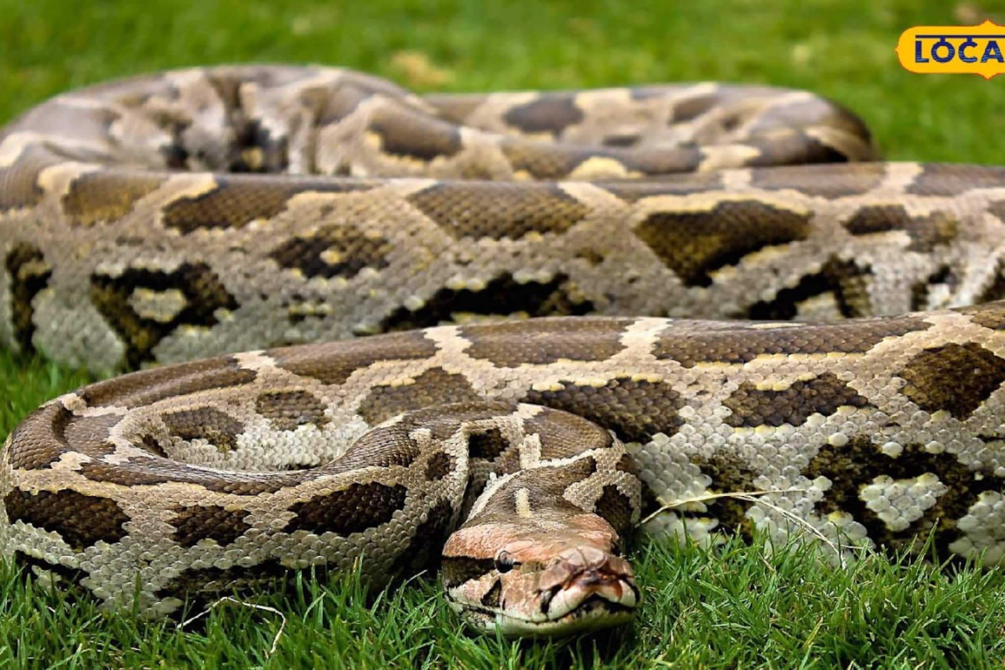 ট্রেনের তলায় যাওয়ার ঠিক আগেই উদ্ধার, পরিবেশ কর্মীদের তৎপরতায় রক্ষা পেল ৯ ফুটের অজগর ট্রেনের তলায় যাওয়ার ঠিক আগেই উদ্ধার, পরিবেশ কর্মীদের তৎপরতায় রক্ষা পেল ৯ ফুটের অজগর