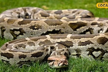 Jalpaiguri News: ট্রেনের তলায় যাওয়ার ঠিক আগেই উদ্ধার, পরিবেশ কর্মীদের তৎপরতায় রক্ষা পেল ৯ ফুটের বিশাল অজগর