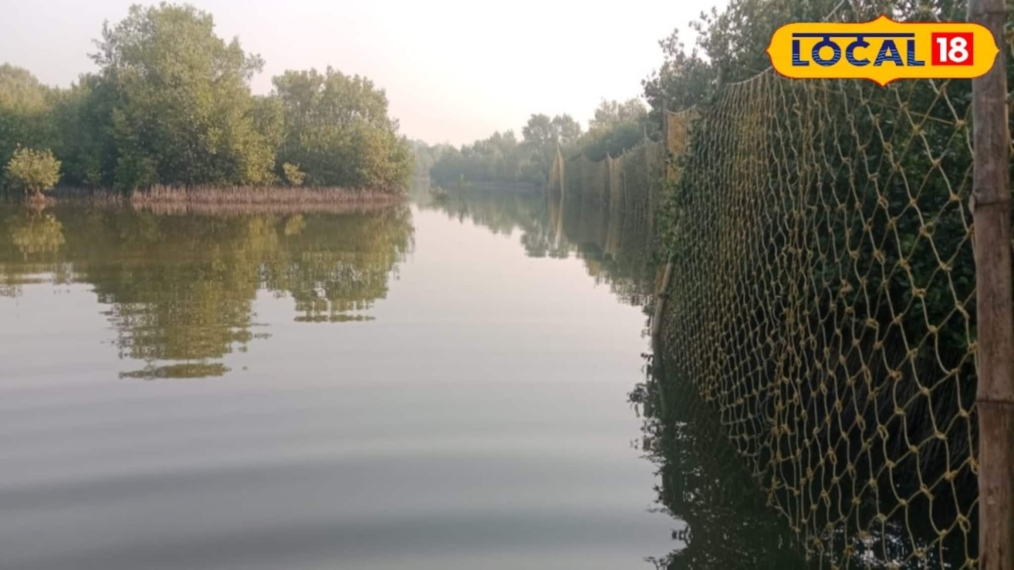 খাঁচায় আস্ত ছাগলের টোপ! বাঘ ধরতে বন দফতরের মেগা আয়োজন, টানটান উত্তেজনায় যা ঘটল ঝাড়খালিতে