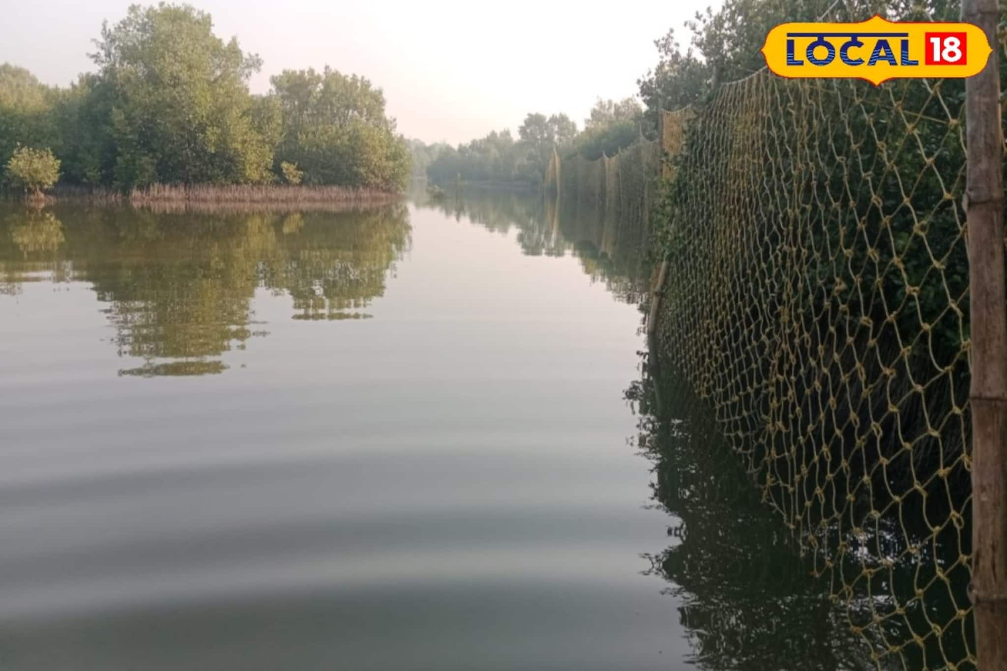 খাঁচায় আস্ত ছাগলের টোপ! বাঘ ধরতে বন দফতরের মেগা আয়োজন, টানটান উত্তেজনায় যা ঘটল ঝাড়খালিতে