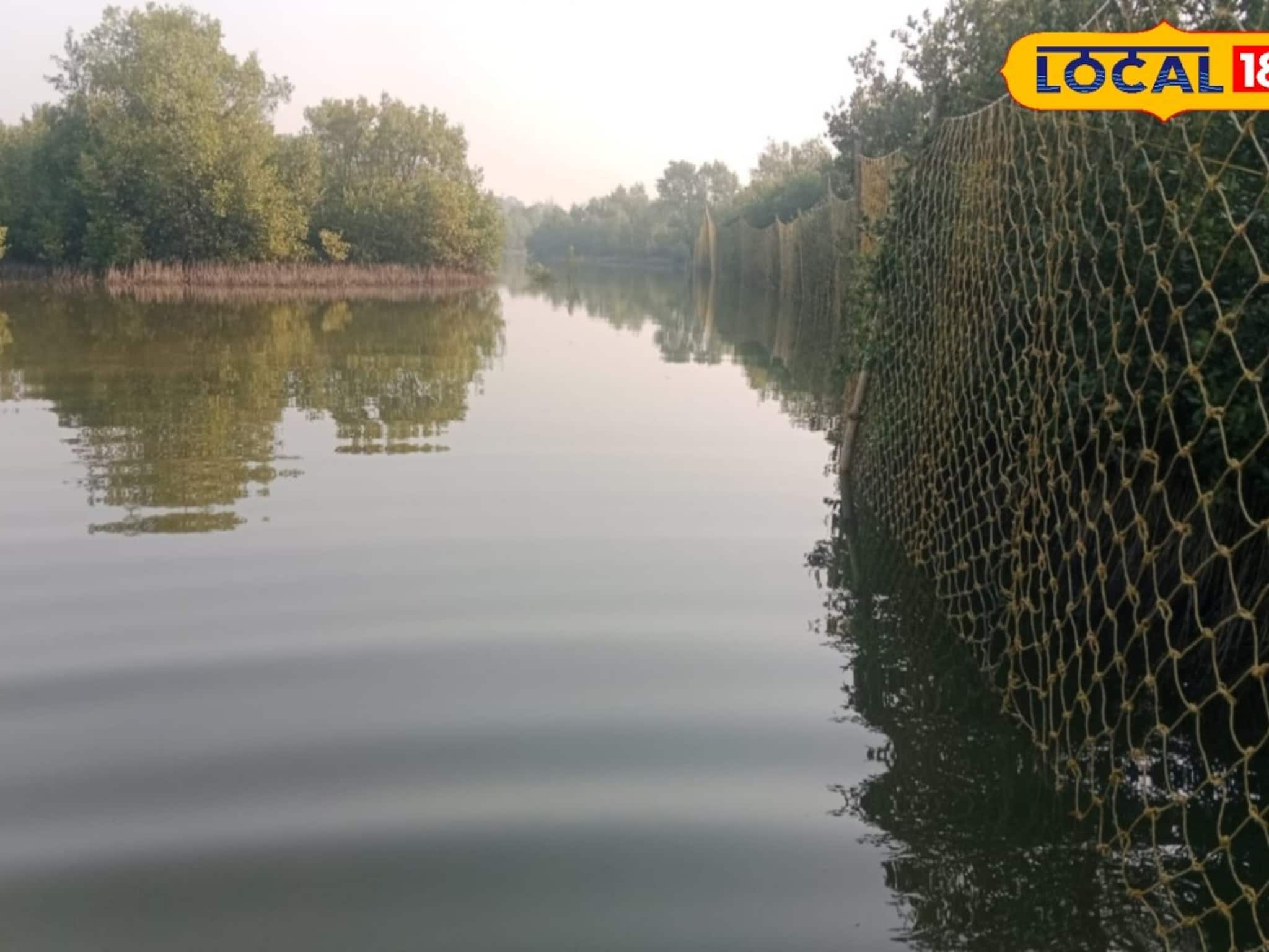 খাঁচায় আস্ত ছাগলের টোপ! বাঘ ধরতে বন দফতরের মেগা আয়োজন, টানটান উত্তেজনায় যা ঘটল ঝাড়খালিতে