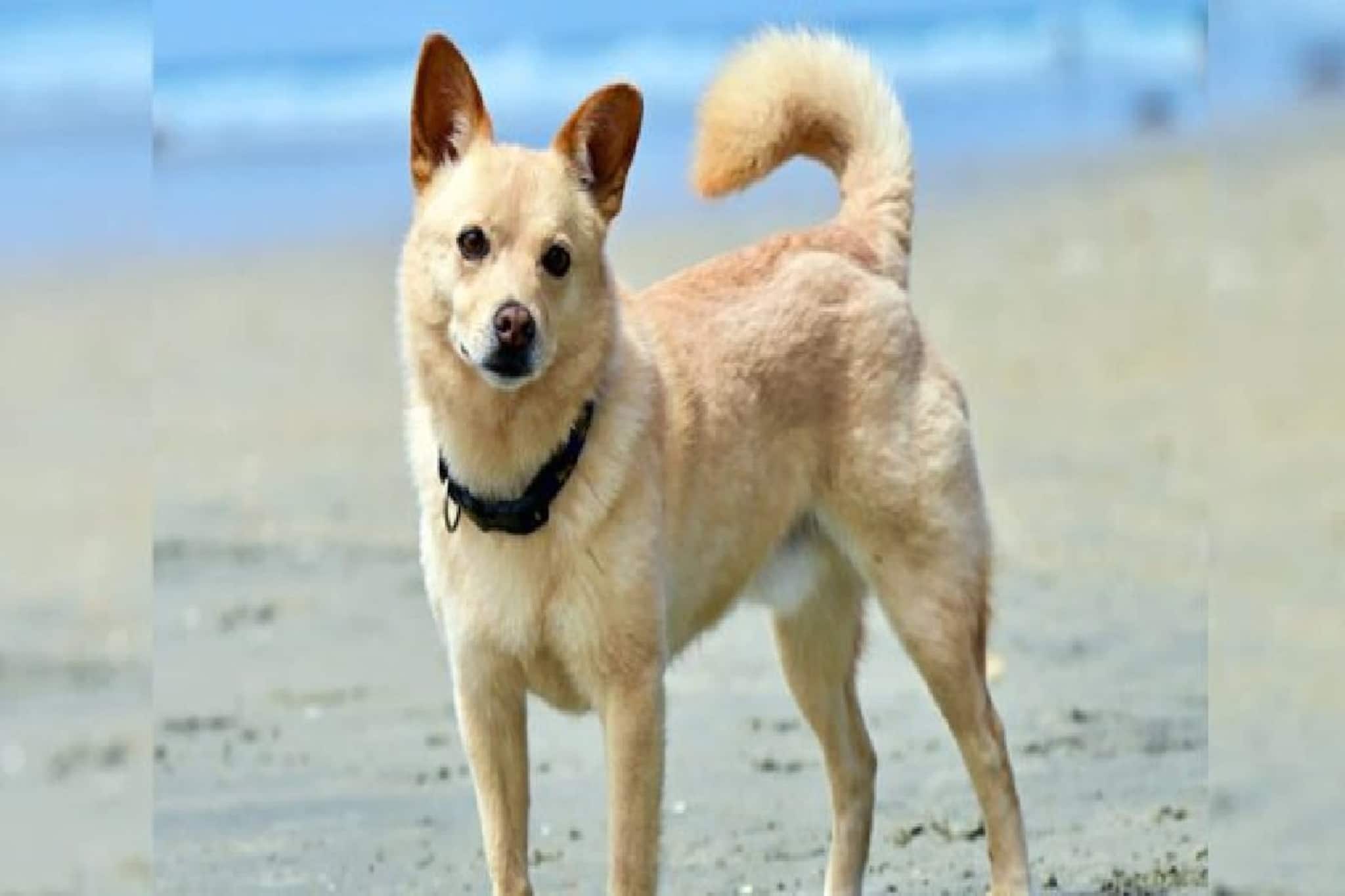 কুকুরের লেজ সব সময় 'গুটিয়ে' থাকে কেন? আসল কারণ শুনলে তাজ্জব হবেন! অনেকেই জানেন না!