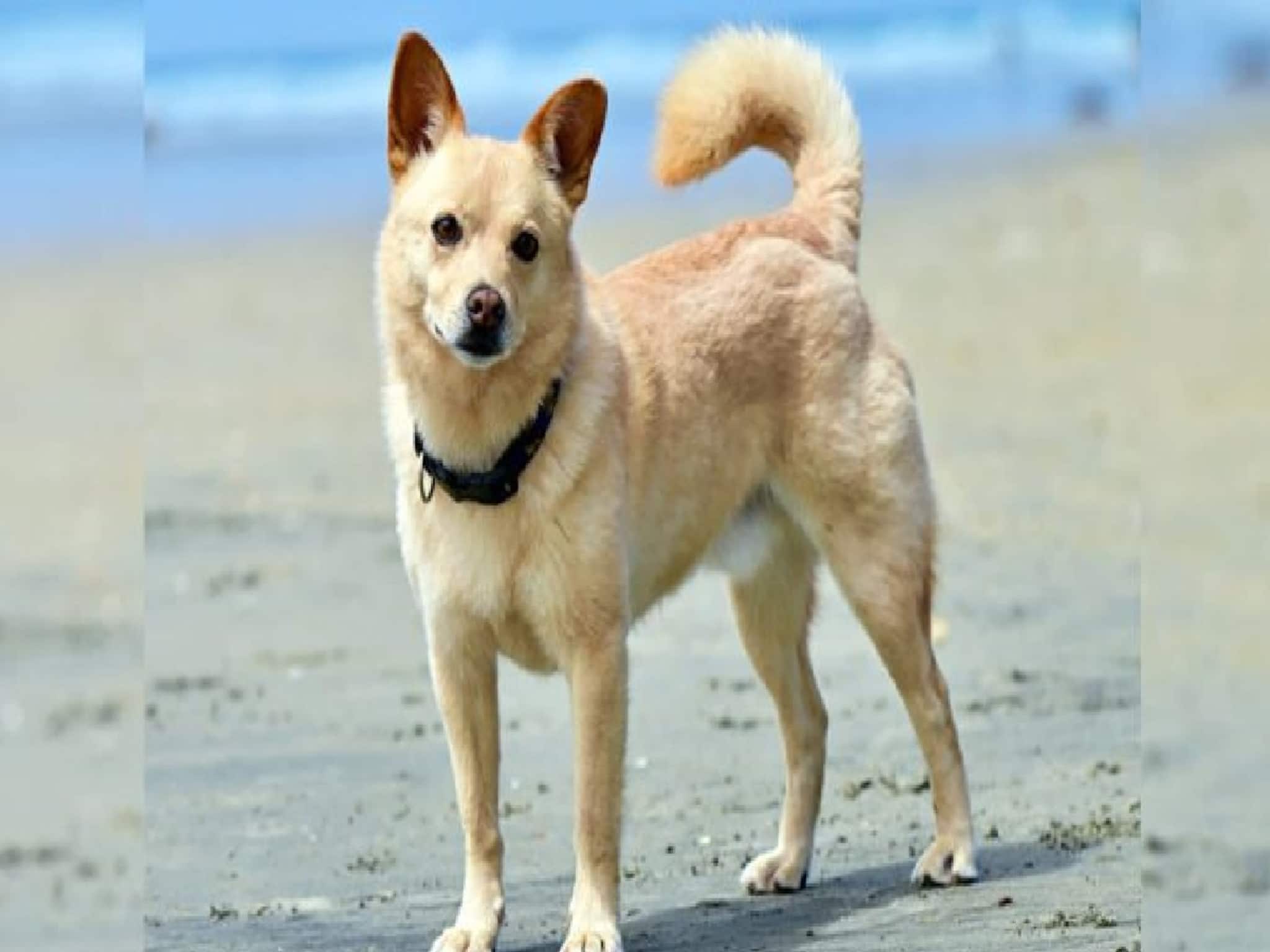 কুকুরের লেজ সব সময় 'গুটিয়ে' থাকে কেন? আসল কারণ শুনলে তাজ্জব হবেন! অনেকেই জানেন না!