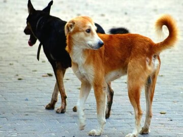 কুকুরের লেজ সব সময় 'গুটিয়ে' থাকে কেন? আসল কারণ শুনলে তাজ্জব হবেন! অনেকেই জানেন না!