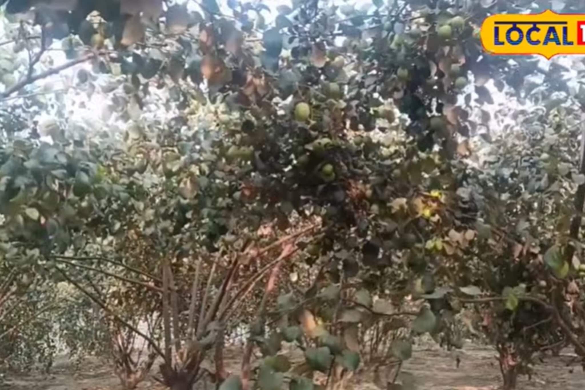 আধুনিক পদ্ধতি মেনে ‘এই’ চাষ করেই বিপুল লাভবান হচ্ছেন কৃষকরা !