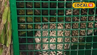 খাঁচাবন্দি লেপার্ড খাঁচাবন্দি লেপার্ড