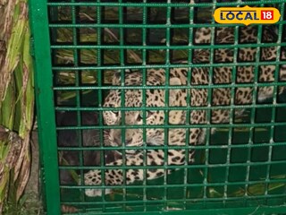 খাঁচাবন্দি লেপার্ড 