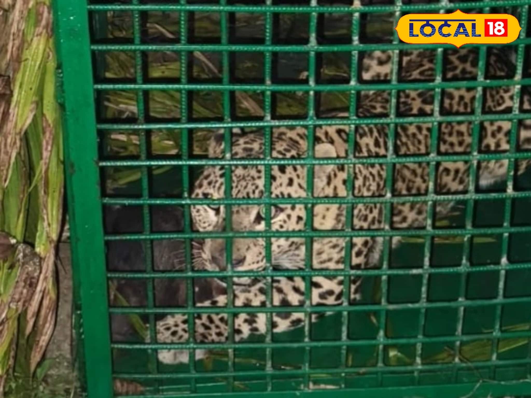 দীর্ঘ আতঙ্কের অবসান, অবশেষে খাঁচাবন্দি 'মারকুটে' লেপার্ড! স্বস্তির নিঃশ্বাস ফেলছে সাতালি