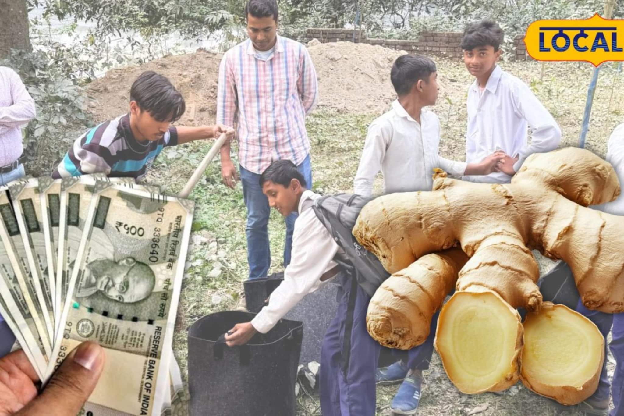 চাহিদা তুঙ্গে, খরচ নামমাত্র! বাড়িতেই আদা চাষে আয়ের নয়া দিশা, হাতেকলমে শিখল মালদহের পড়ুয়ারা চাহিদা তুঙ্গে, খরচ নামমাত্র! বাড়িতেই আদা চাষে আয়ের নয়া দিশা, হাতেকলমে শিখল মালদহের পড়ুয়ারা