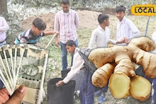 Agriculture News: চাহিদা তুঙ্গে, খরচ নামমাত্র! বাড়িতেই আদা চাষে আয়ের নয়া দিশা, হাতেকলমে গোপন কৌশল শিখল মালদহের পড়ুয়ারা