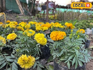 গাঁদা গাছে ফুল আসে না? 'সিক্রেট' টিপস আছে! সহজ উপায় জানলেই বড় বড় ফুলে ভরবে বাগান গাঁদা গাছে ফুল আসে না? 'সিক্রেট' টিপস আছে! সহজ উপায় জানলেই বড় বড় ফুলে ভরবে বাগান