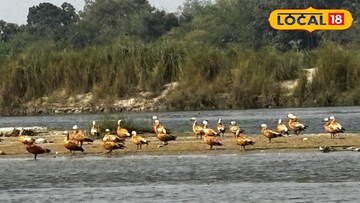 পরিযায়ী