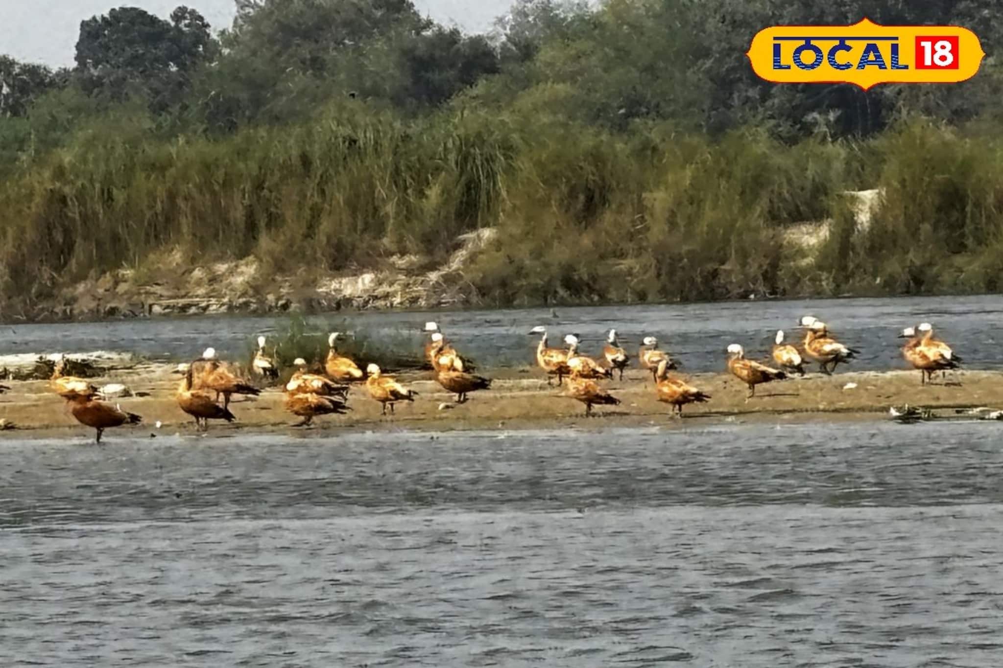 চুপি এখন অতীত! বর্ধমানেই হদিশ মিলল নতুন পাখিরালয়ের, সপ্তাহান্তে ঘুরে আসুন, মন ভরে যাবে