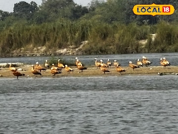 পরিযায়ী