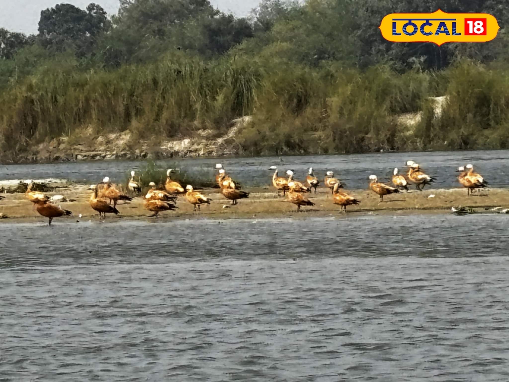 চুপি এখন অতীত! বর্ধমানেই হদিশ মিলল নতুন পাখিরালয়ের, সপ্তাহান্তে ঘুরে আসুন, মন ভরে যাবে