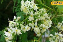 Sojne Phool Benefits: ঋতু পরিবর্তনে বারবার অসুস্থ হচ্ছেন? পাতে রাখুন ওষধি গুণে পরিপূর্ণ গ্রামবাংলার এই ফুল, বাজারে দেখলেই কিনে আনুন