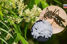 How to Get Rid of Mosquito: গরম পড়তেই মশার উপদ্রব? কামড়াতে চেয়েও পারবে না, হেঁশেলের এইসব জিনিসেই হাতেনাতে ফল