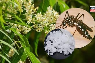 গরম পড়তেই মশার উপদ্রব? কামড়াতে চেয়েও পারবে না, হেঁশেলের এইসব জিনিসেই হাতেনাতে ফল