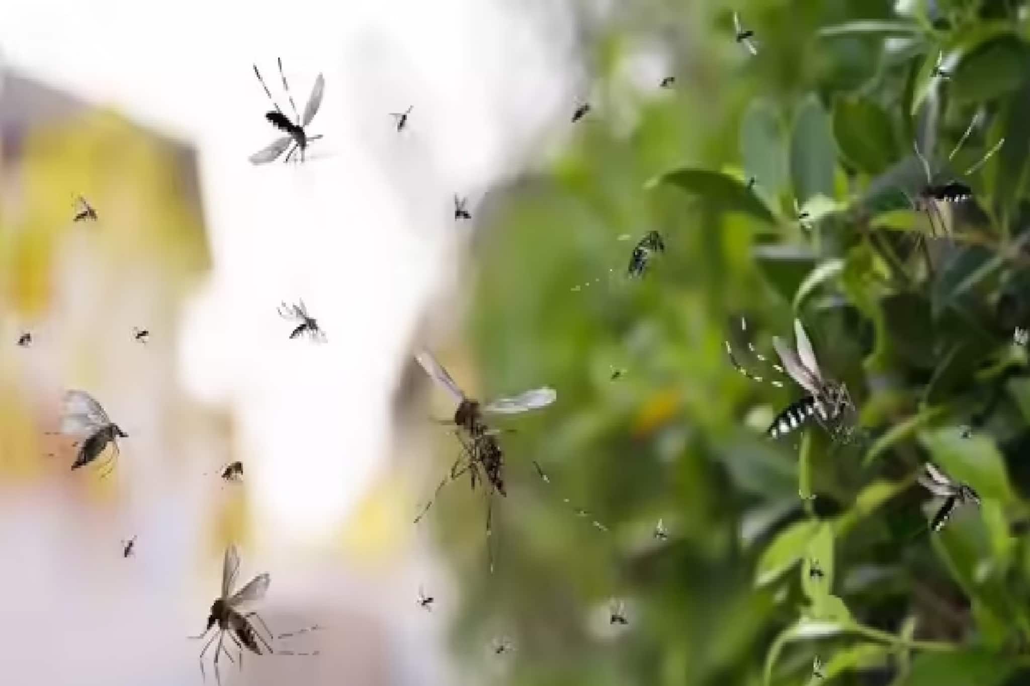 বিকেল হলেই ছেঁকে ধরছে মশা? বাগান, বারান্দায় শান্তিতে ঘুরুন! ৭ উপায়ে থেমে যাবে 'বিনবিন' গান