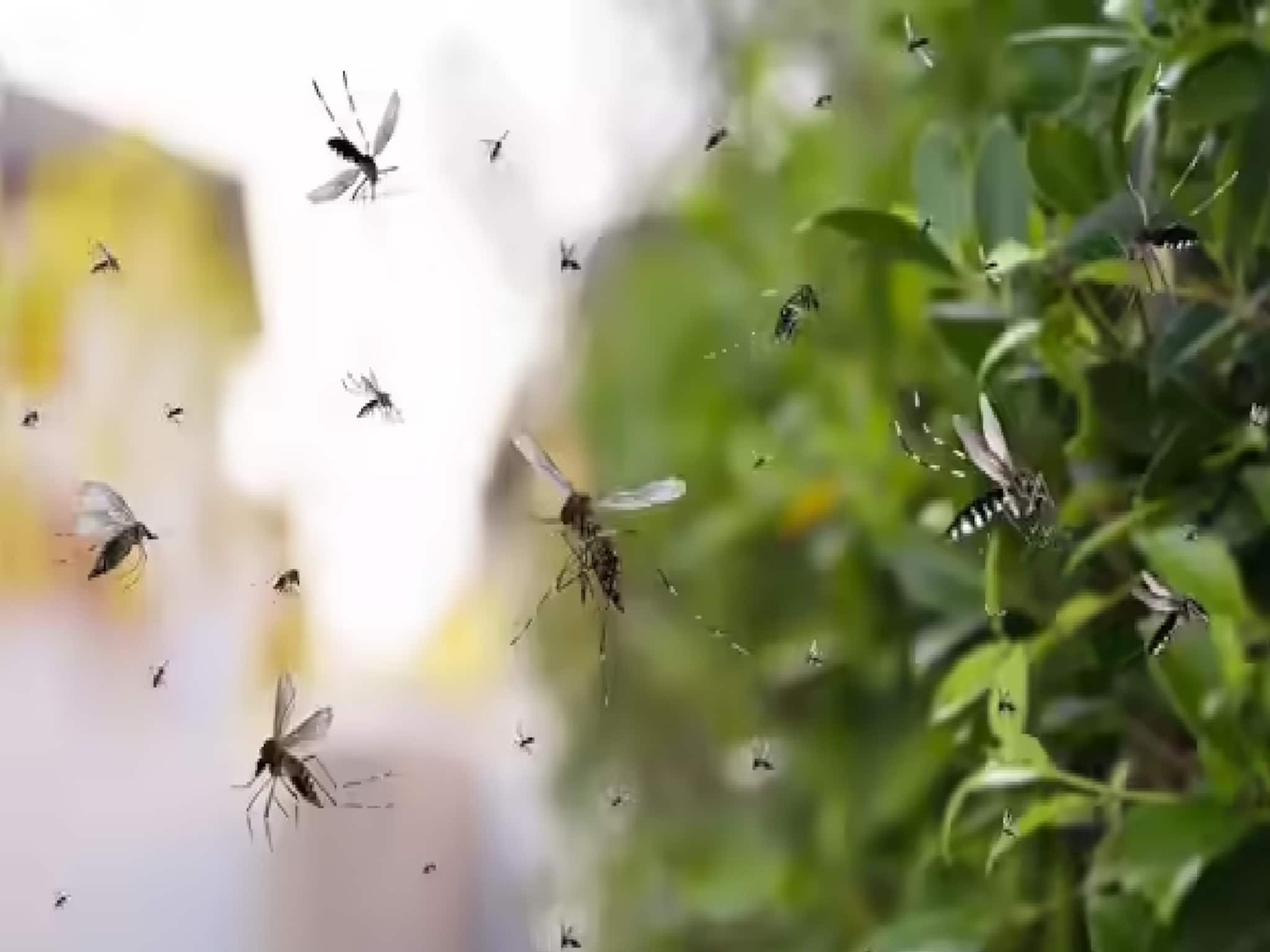 বিকেল হলেই ছেঁকে ধরছে মশা? বাগান, বারান্দায় শান্তিতে ঘুরুন! ৭ উপায়ে থেমে যাবে 'বিনবিন' গান