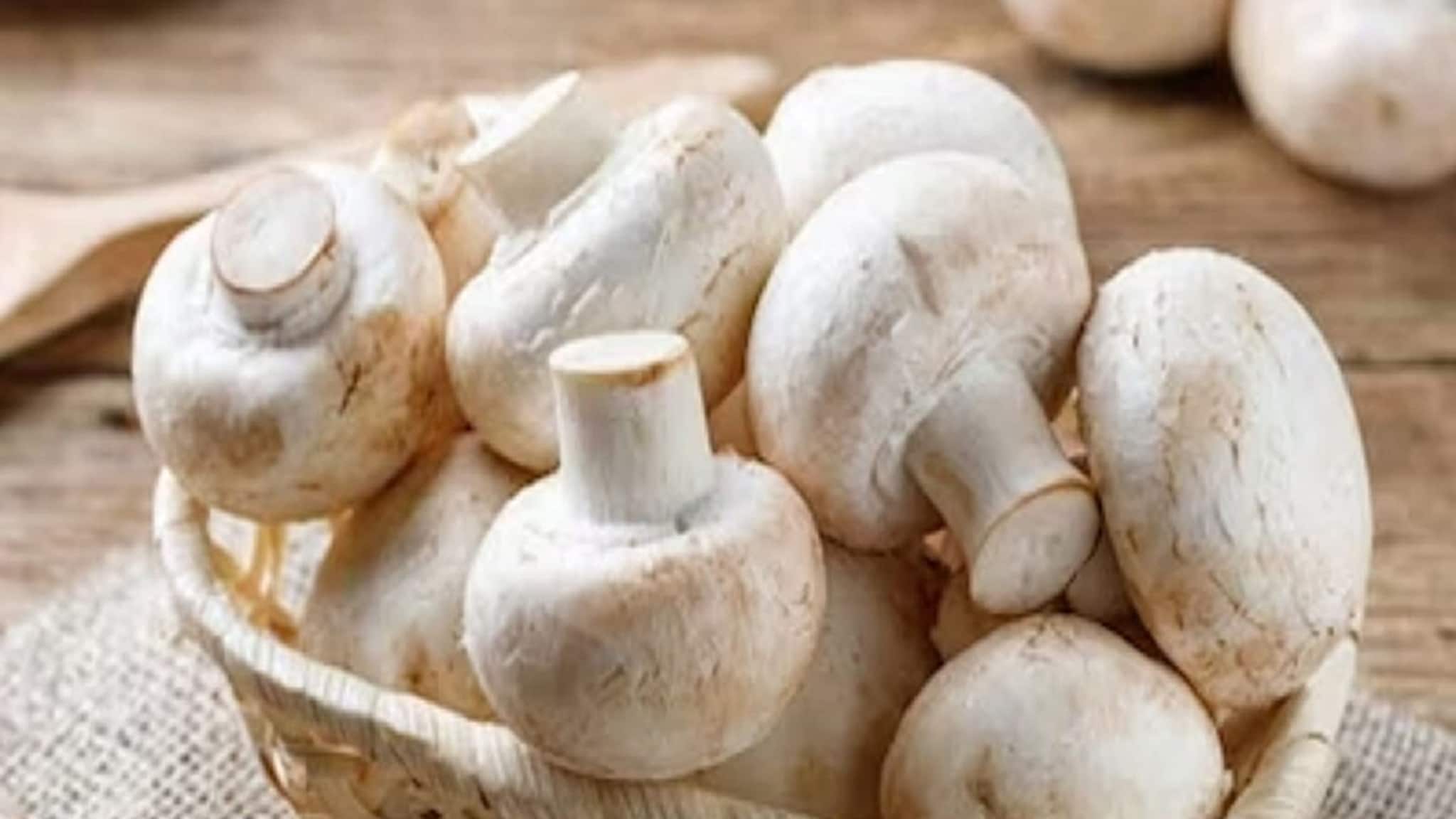 ১০০ টাকার পুঁজিতেই ভাগ্যবদল! রান্নাঘরেই শুরু Mushroom Farming