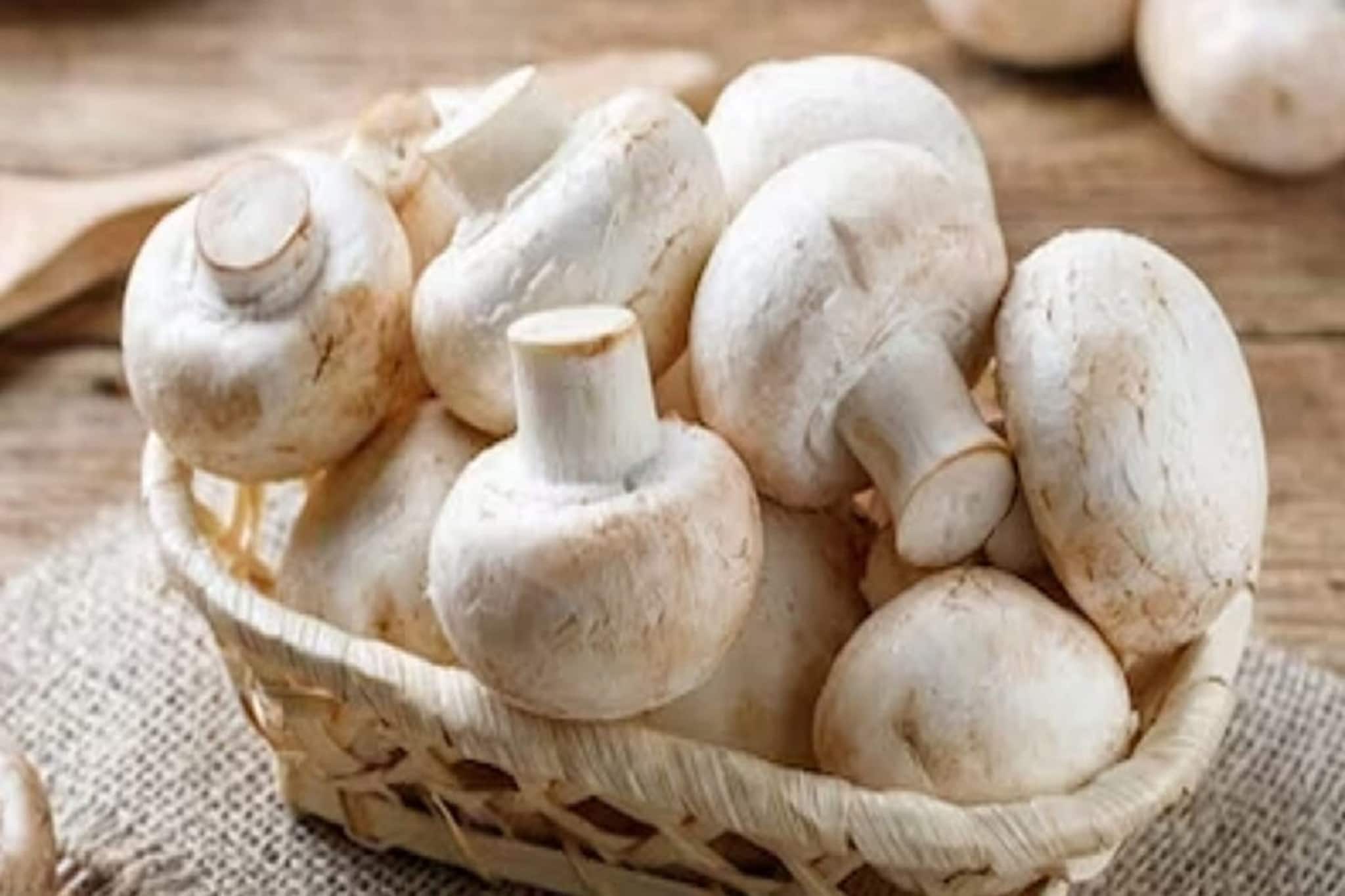 ১০০ টাকার পুঁজিতেই ভাগ্যবদল! রান্নাঘরেই শুরু Mushroom Farming