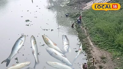 মাথাভাঙা নদীতে মাছের মড়ক 