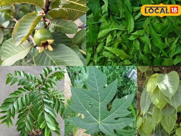 আপনার বাড়িতে যদি এই ৪টি 'ওষধি' গাছ থাকে, তরতরিয়ে বাড়তে পারে Bank 'ব্যালান্স', জানেন কি?