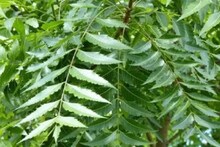 রোগের 'মহৌষধ' এই সবুজ পাতা! রোজ ৫টা চিবোলেই পাবেন দুর্দান্ত ফল! ফ্যাটি লিভার থেকে ক্যানসার কাছে ঘেঁষবে না 