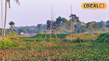 কচুরিপানায়
