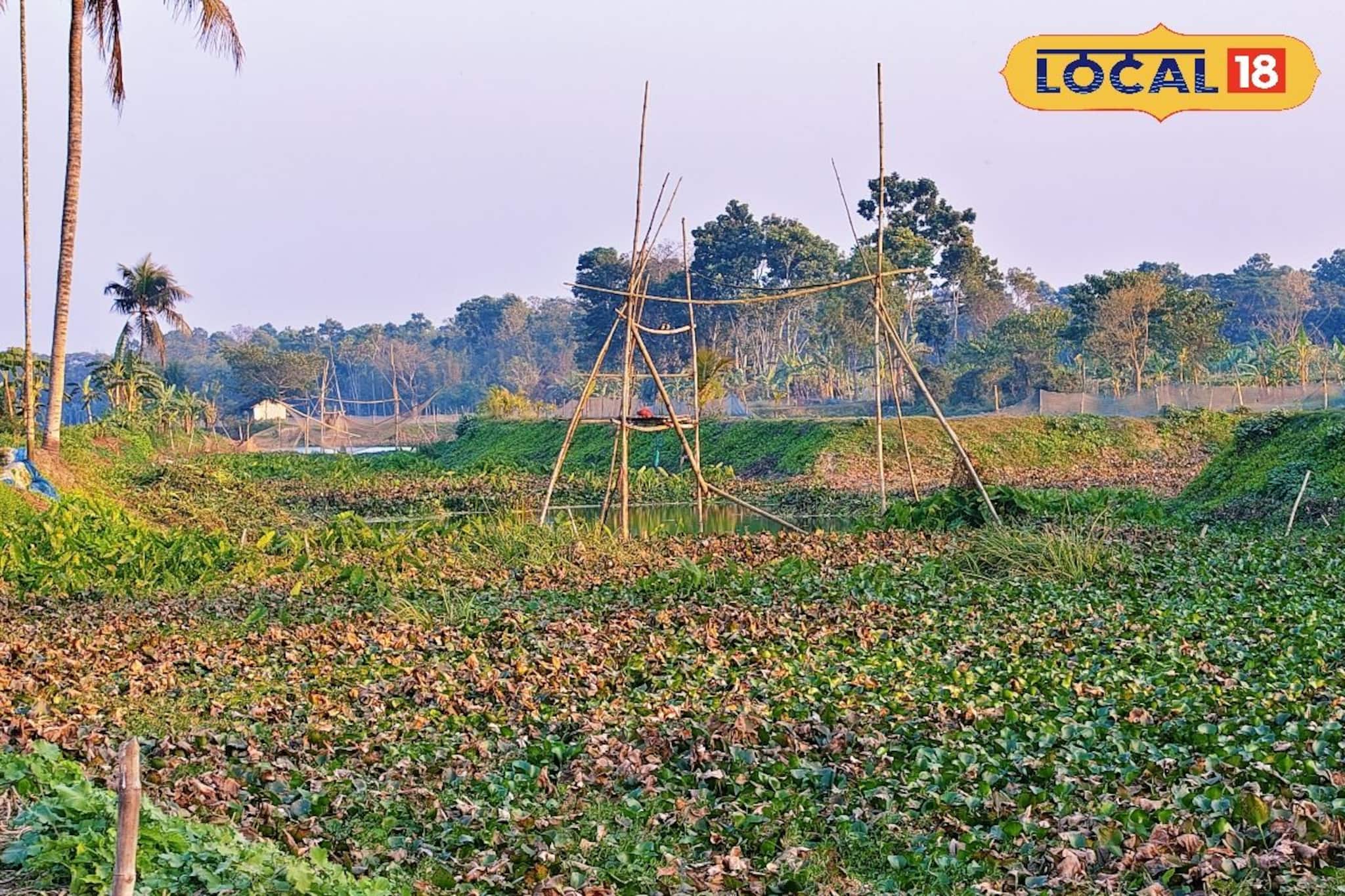 নদী না কচুরিপানার জঙ্গল ধরতে পারবেন না, বর্ষা এলেই কাঁদিয়ে ছাড়ে মানুষকে! লাটে ওঠে জীবন